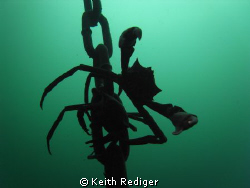 Couple of spider crabs on my safety stop . by Keith Rediger 
